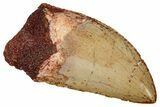 Serrated, Carcharodontosaurus Tooth - Superb Serrations #241396-1